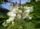 Robinia pseudoacacia